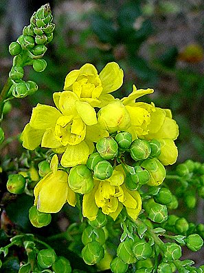 Berberis Pinnata