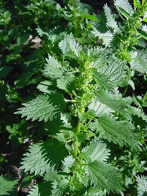 dwarf nettle