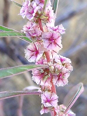 Fringed Amaranth