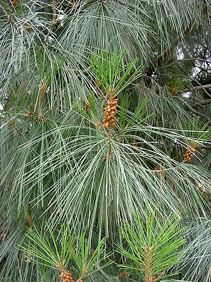 Pinus Sabiniana