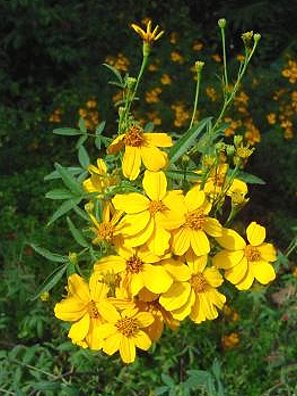 marigold bush