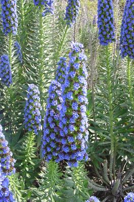 echium fastuosum