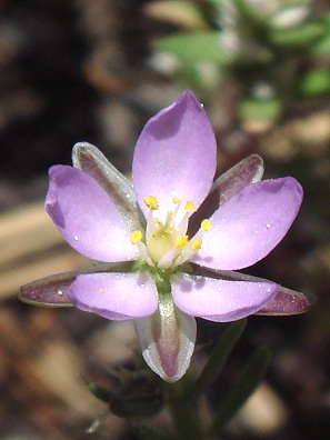 Red sand-spurrey