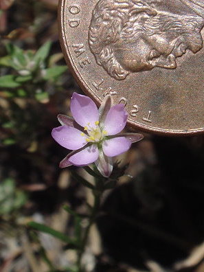 Red sand-spurrey