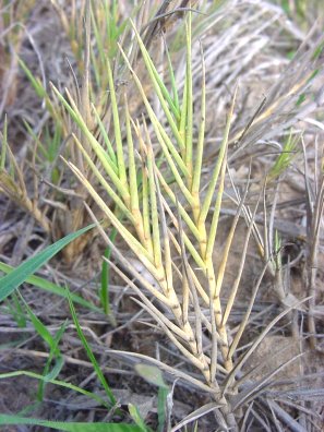 Common name: Salt grass