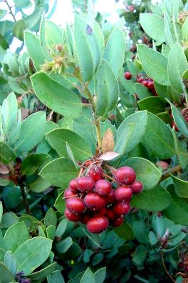 Manzanita Fruit