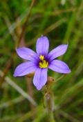 Sisyrinchium idahoense var. occidentale (Idaho blue-eyed grass)