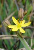 Sisyrinchium elmeri (Yellow-eyed grass)