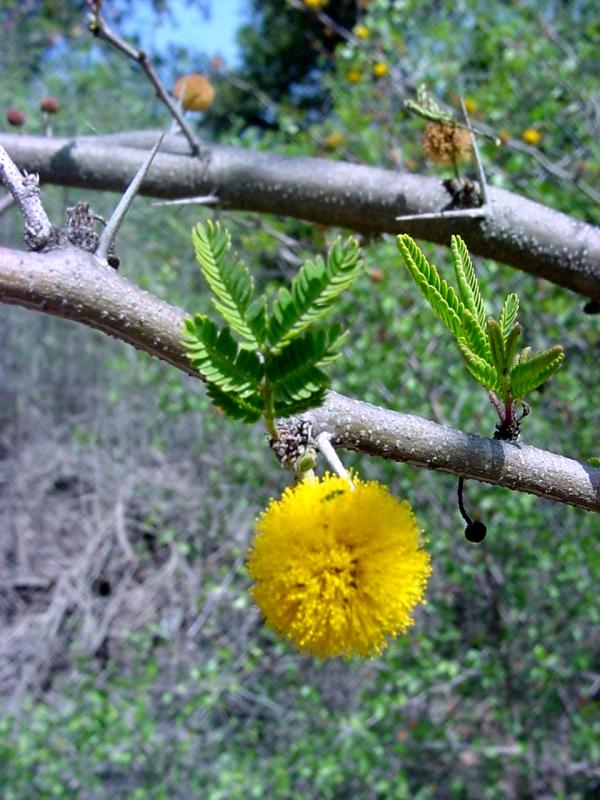 Sweet Acacia