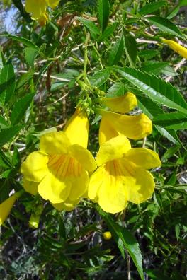 Get Yellow Trumpet Flower Plant Background