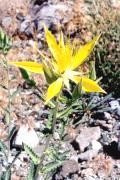 Mentzelia laevicaulis (Blazing star)