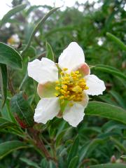 Crossosoma californicum (Catalina crossosoma)