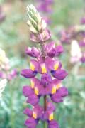 Lupinus excubitus (Interior bush lupine)