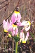 Dodecatheon clevelandii (Shooting star)