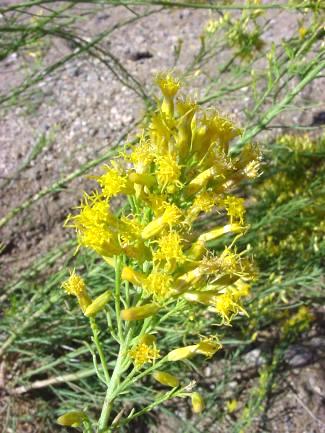 Chrysothamnus paniculatus (Black-banded rabbitbrush)