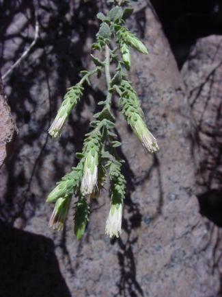 Brickellia desertorum (Desert brickellbush)