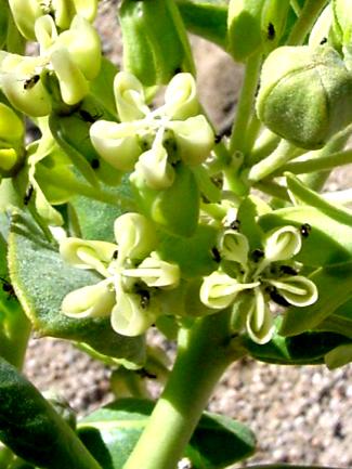 Asclepias erosa (Desert milkweed)