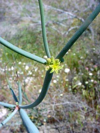 Fall Blooming Plants of the East Mojave