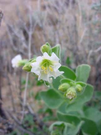Mirabilis bigelovii (Desert wishbone bush)