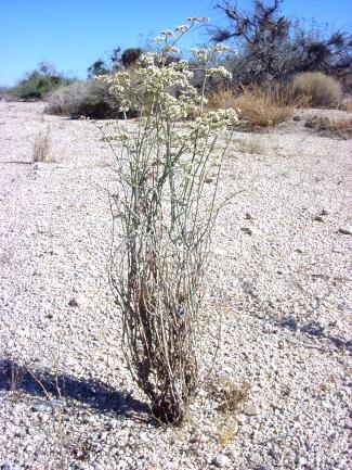 Eriogonum plumatella (Flat-topped buckwheat)