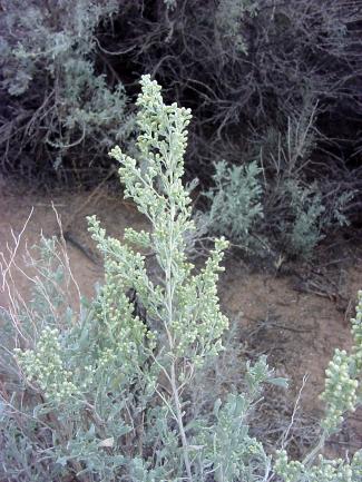 Artemisia tridentata (Great basin sagebrush)