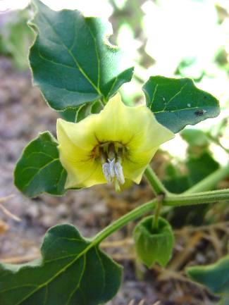 Physalis crassifolia (Thick-leaved ground cherry)