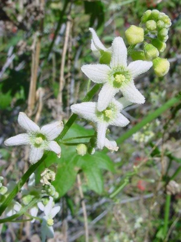 Chaenactis Glabriuscula