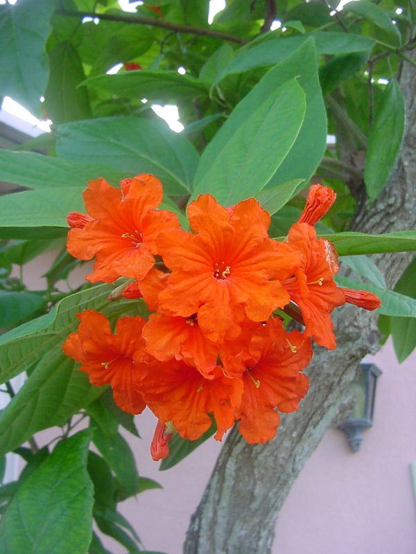 Cordia sebestena Scarlet Cordia