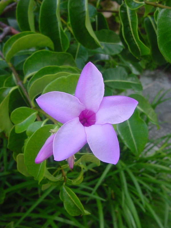 Cryptostegia grandiflora hi-res stock photography and images - Alamy