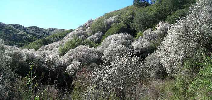 Zuma Canyon