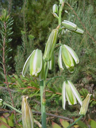 albuca canadensis