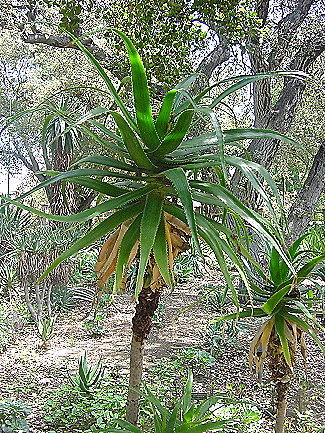 Aloe Pluridens