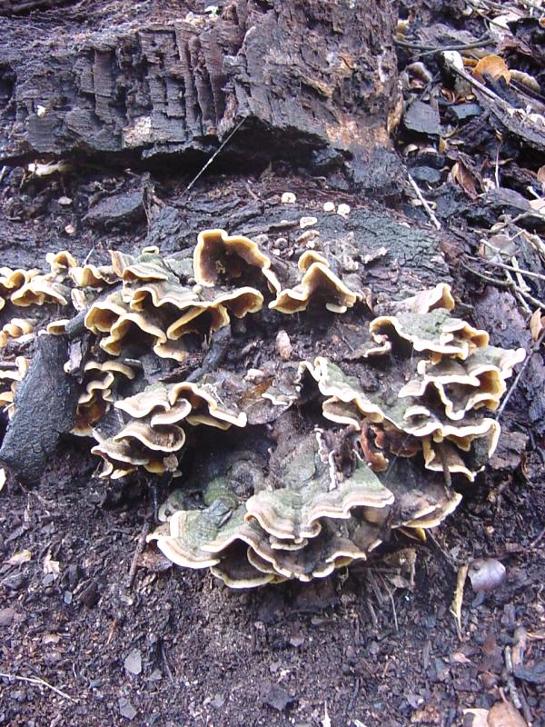 Shell Fungi
