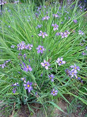 Blue-eyed grass