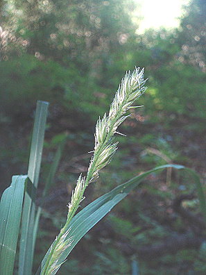 Orchard grass