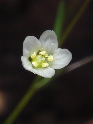 Small-flowered dwarf flax