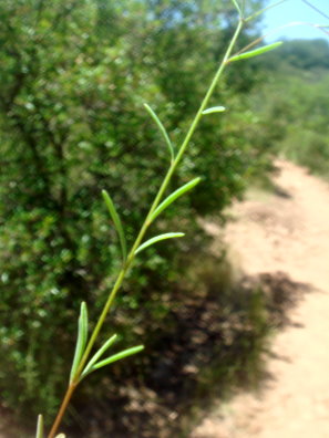 Small-flowered dwarf flax