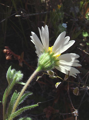 White tidy tips