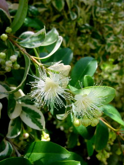 What's Blooming at the Los Angeles Arboretum June 2007 Page Two